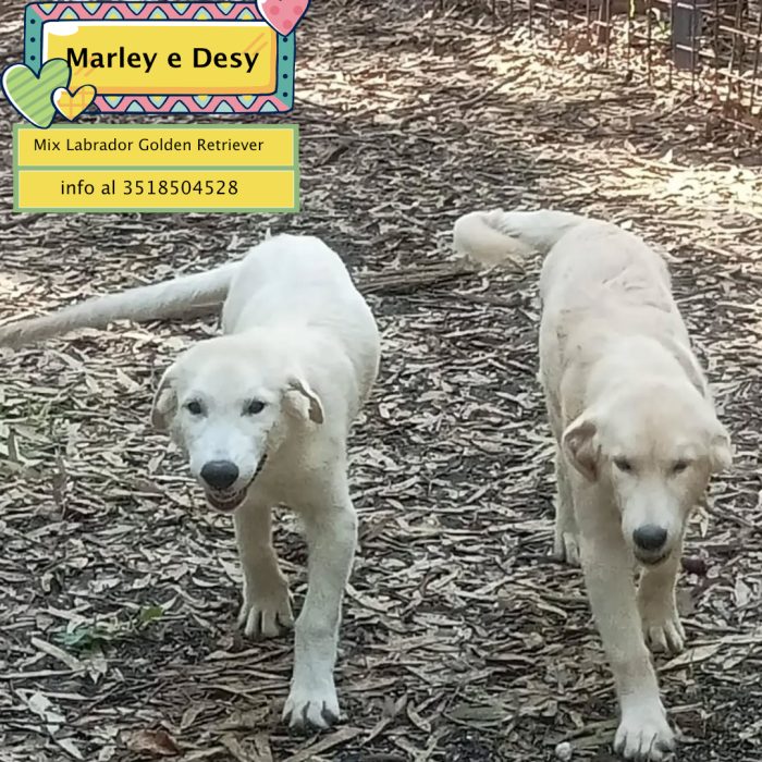 Marley e Desy cuccioli incrocio labrador / golden retriever cercano casa