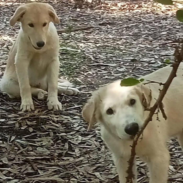 Marley e Desy cuccioli incrocio labrador / golden retriever cercano casa - media 5