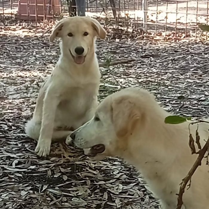 Marley e Desy cuccioli incrocio labrador / golden retriever cercano casa - media 4