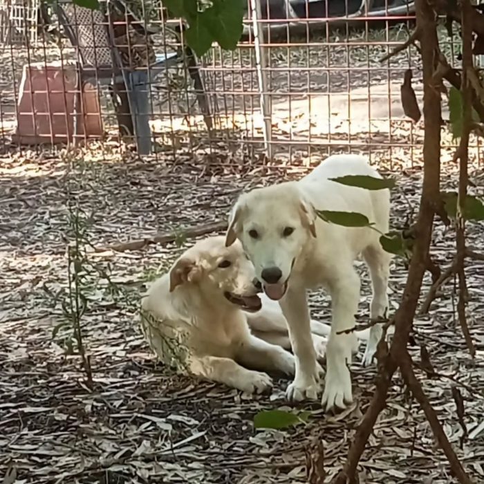 Marley e Desy cuccioli incrocio labrador / golden retriever cercano casa