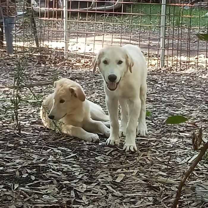 Marley e Desy cuccioli incrocio labrador / golden retriever cercano casa - media 6