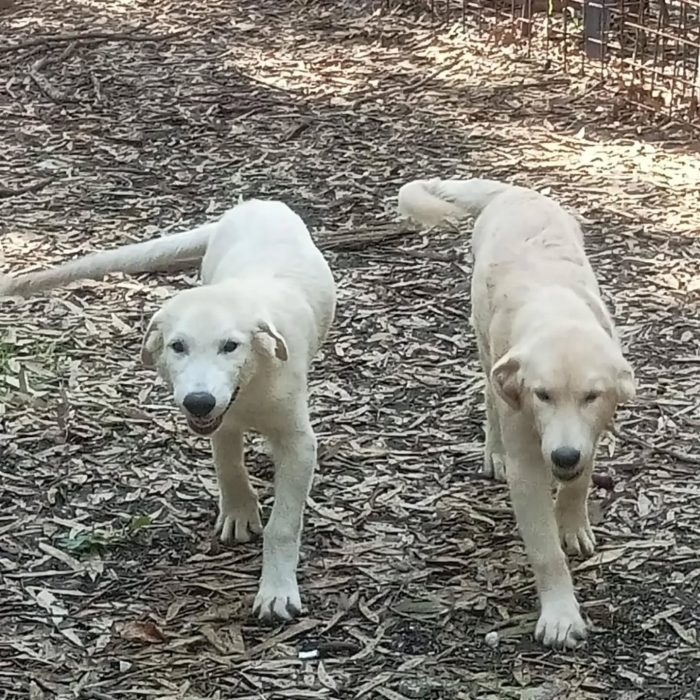 Marley e Desy cuccioli incrocio labrador / golden retriever cercano casa - media 7