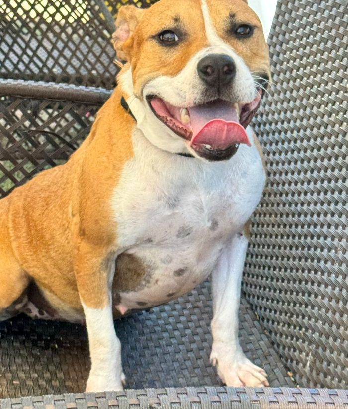 Sofie super cagnolona