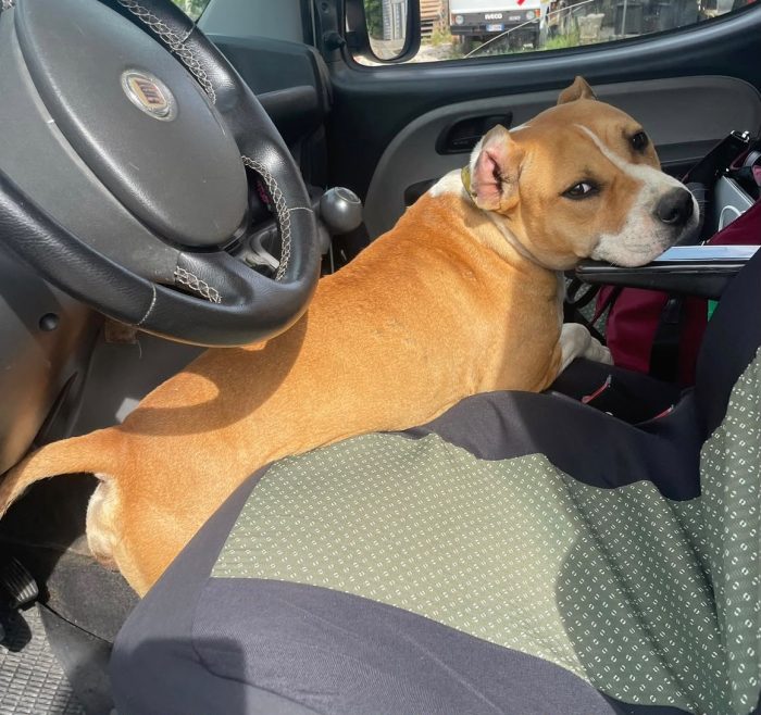 Sofie super cagnolona