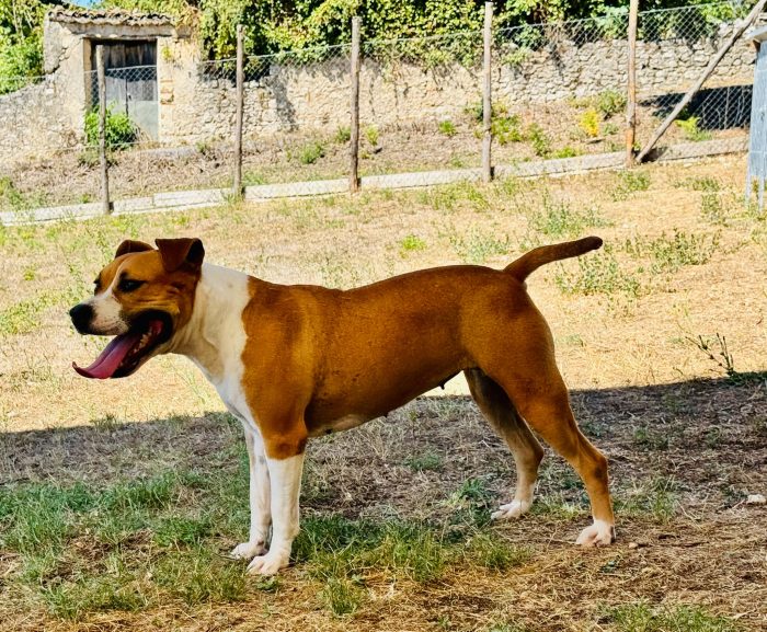 Sofie super cagnolona - media 5