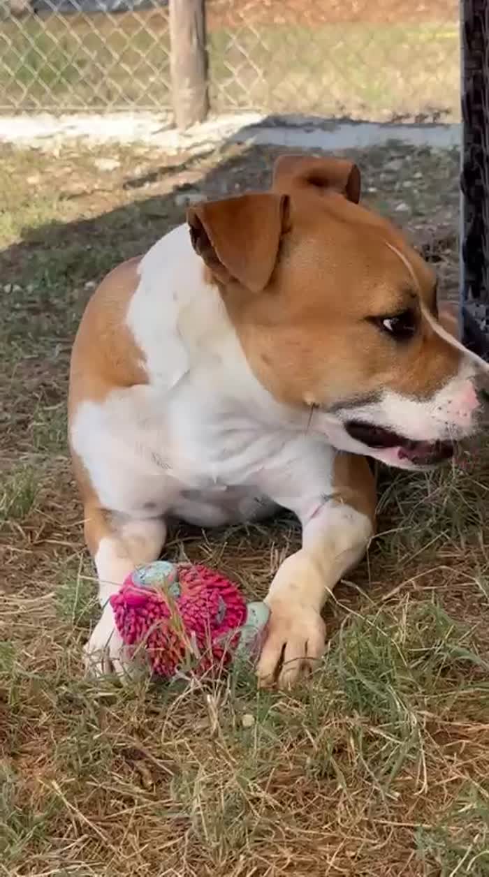 Sofie super cagnolona - media 6