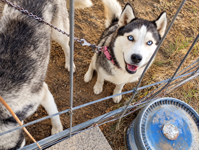 Alaska, siberian husky! (3anni)
