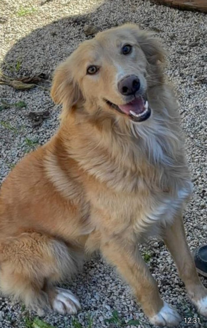 Fly femmina 2anni kg18,ubbidiente,ha la Leishmania ( in cura).SICILIA - media 4