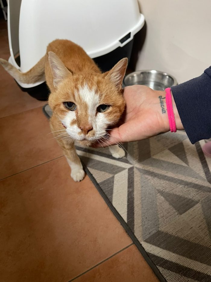 Nonno Maoo dolce e tranquillo cerca casina per sempre