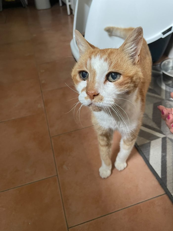 Nonno Maoo dolce e tranquillo cerca casina per sempre