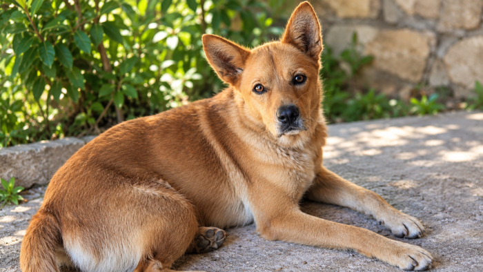 Cane perfetto