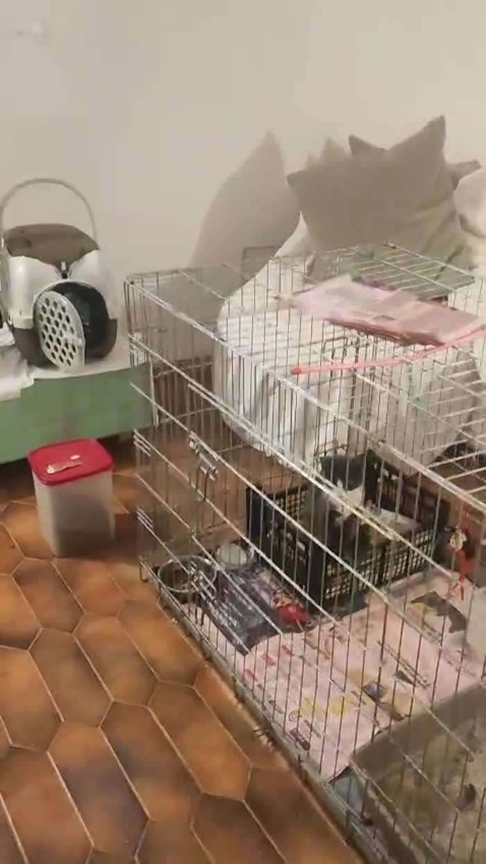 Dolcissima affettuosa e buona - media 4
