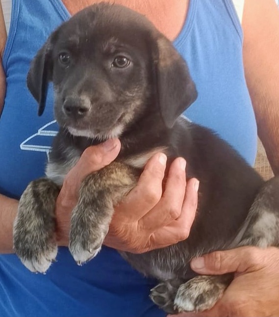 Tito 2mesi e 1/2 tg medio/ grande SOS SALVEZZA. CAGLIARI