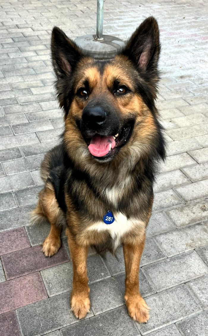NEO DOLCISSIMO LUPETTO