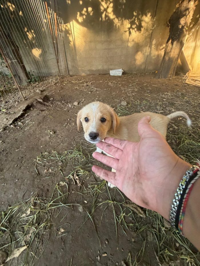 Teo splendido dolce cucciolo cerca casa