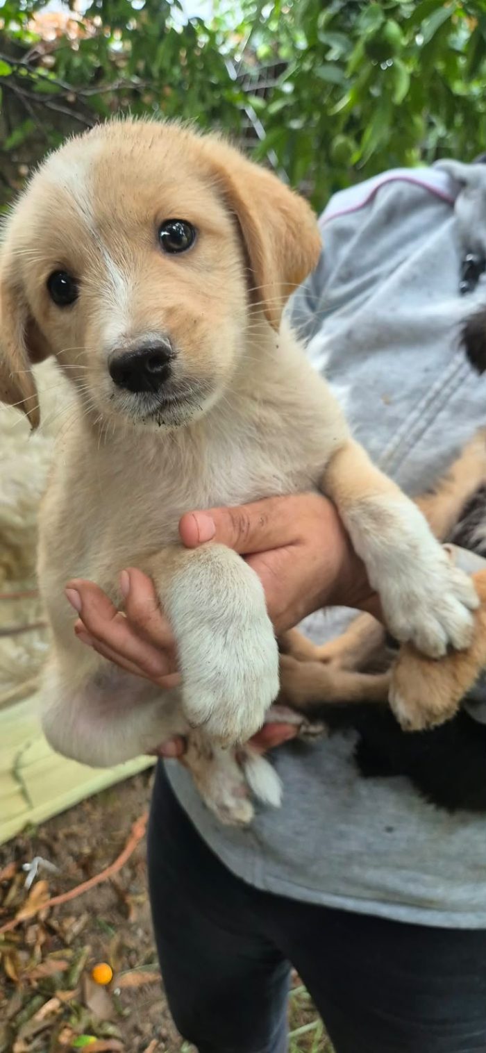 Teo splendido dolce cucciolo cerca casa