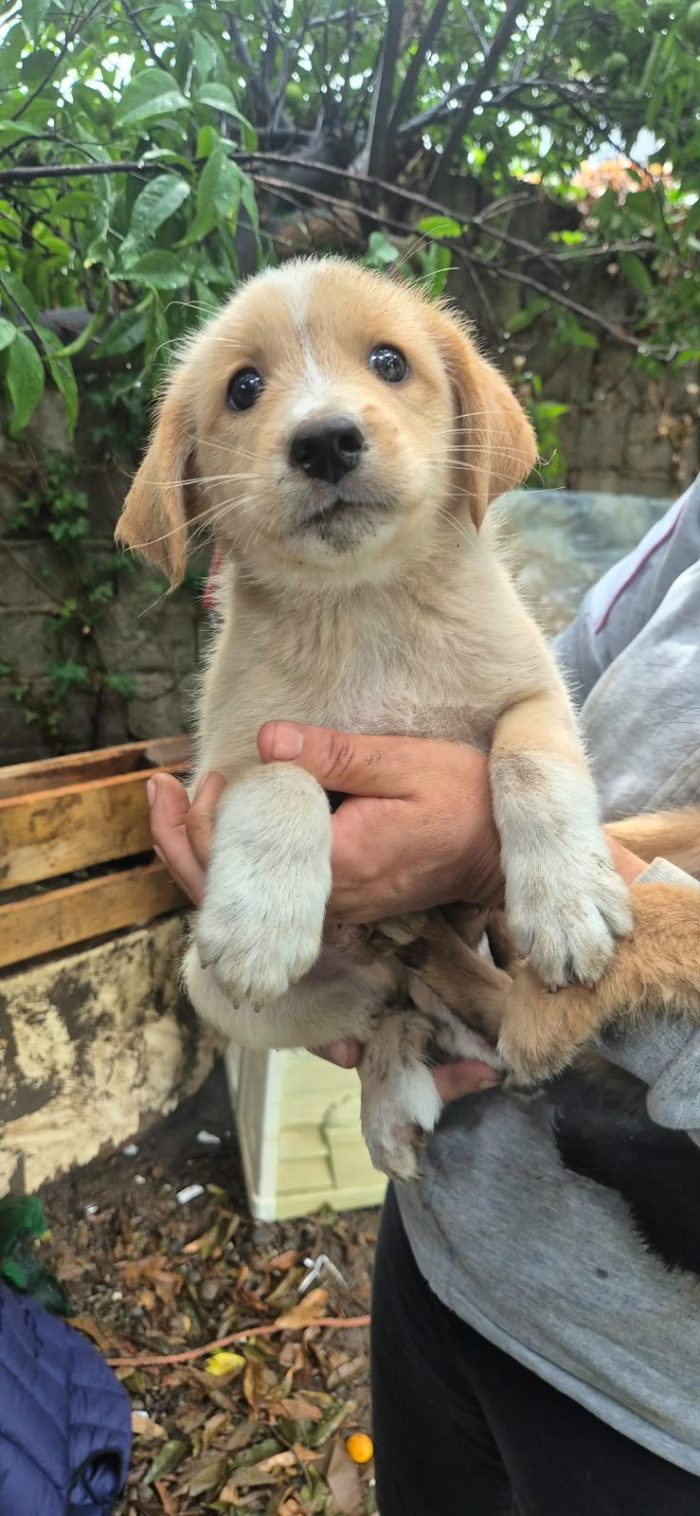 Teo splendido dolce cucciolo cerca casa
