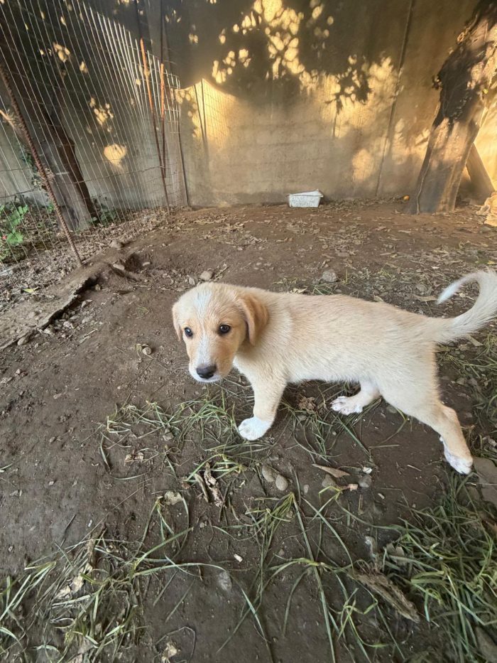 Teo splendido dolce cucciolo cerca casa - media 4