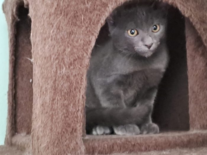 ELOISE e PENELOPE, adorabili gattine in adozione!