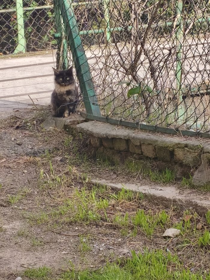 quattro gattini in addozione ♥️