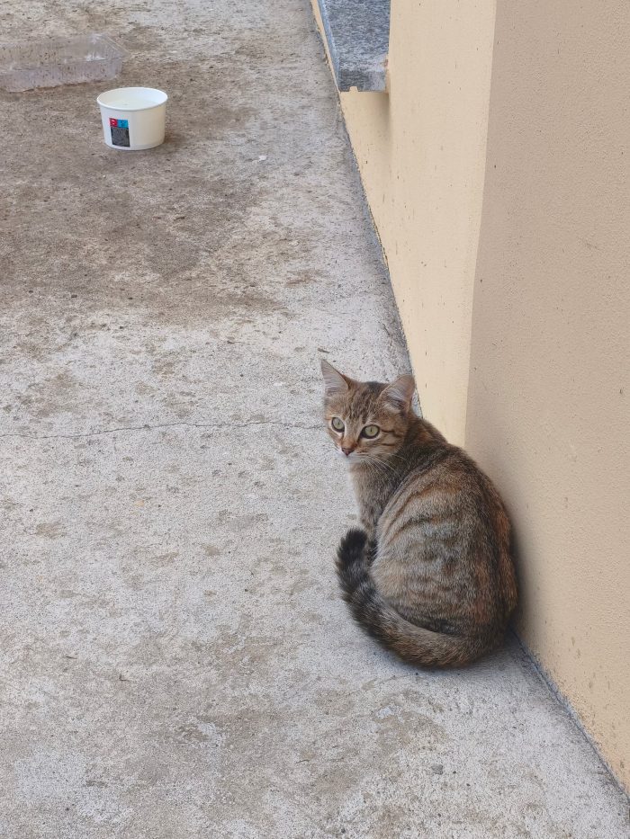 quattro gattini in addozione ♥️