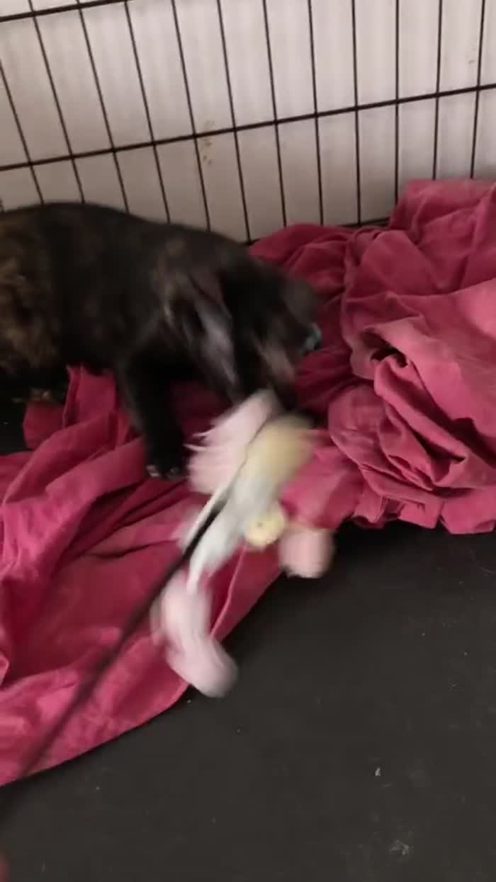 Tortilla aspetta un cuore da amate - media 6