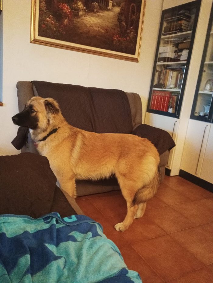 Cane meticcio di mesi 11