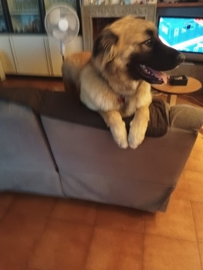 Cane meticcio di mesi 11
