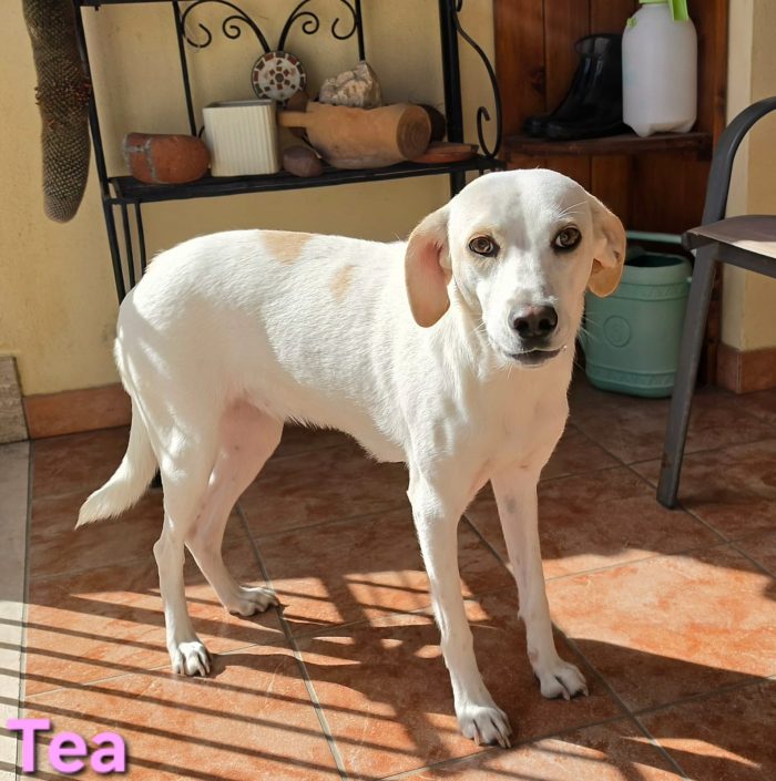 Cucciola femmina taglia contenuta