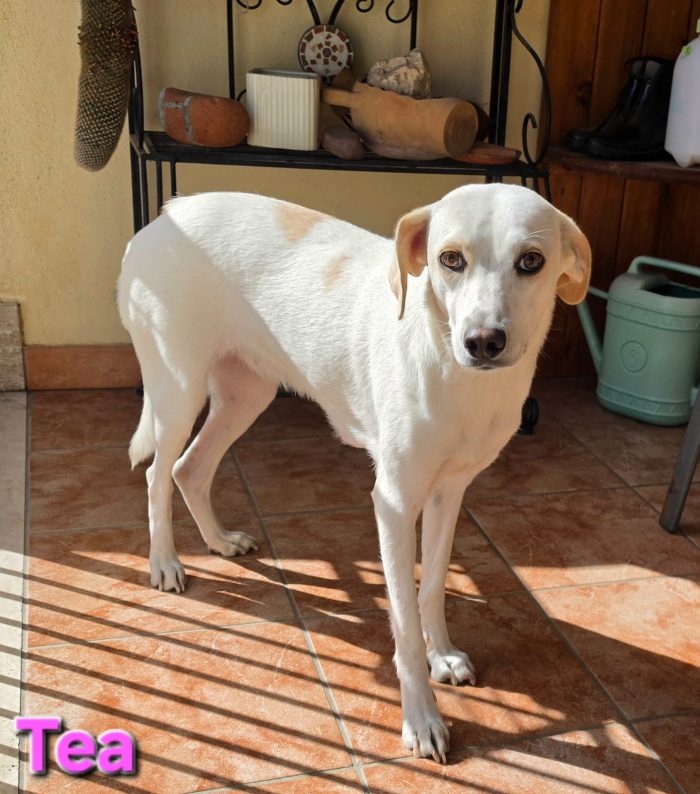 Cucciola femmina taglia contenuta - media 4