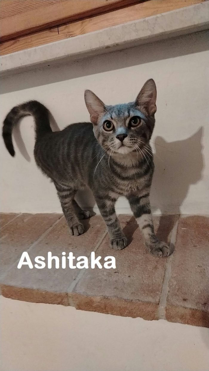 Ashitaka, bello e misterioso, cerca casa