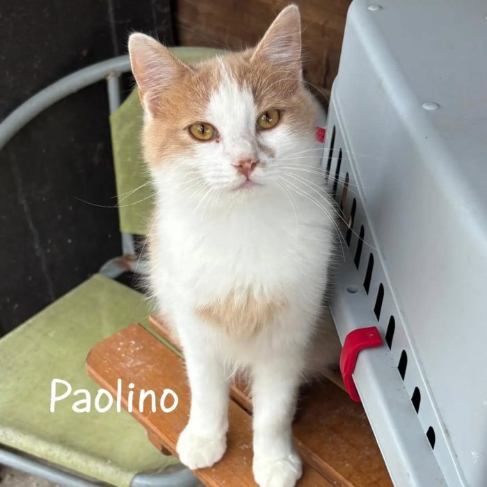 Giacomino e Paolino dolci gattini 3 mesi cercano casa - gattini in adozione