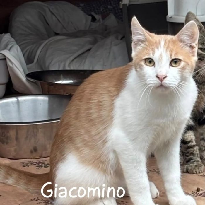 Giacomino e Paolino dolci gattini 3 mesi cercano casa - gattini in adozione