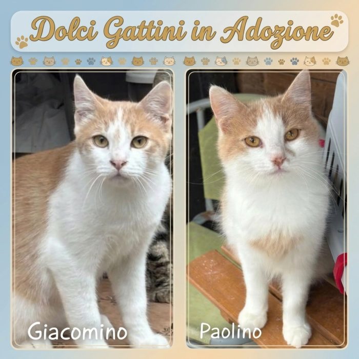 Giacomino e Paolino dolci gattini 3 mesi cercano casa - gattini in adozione