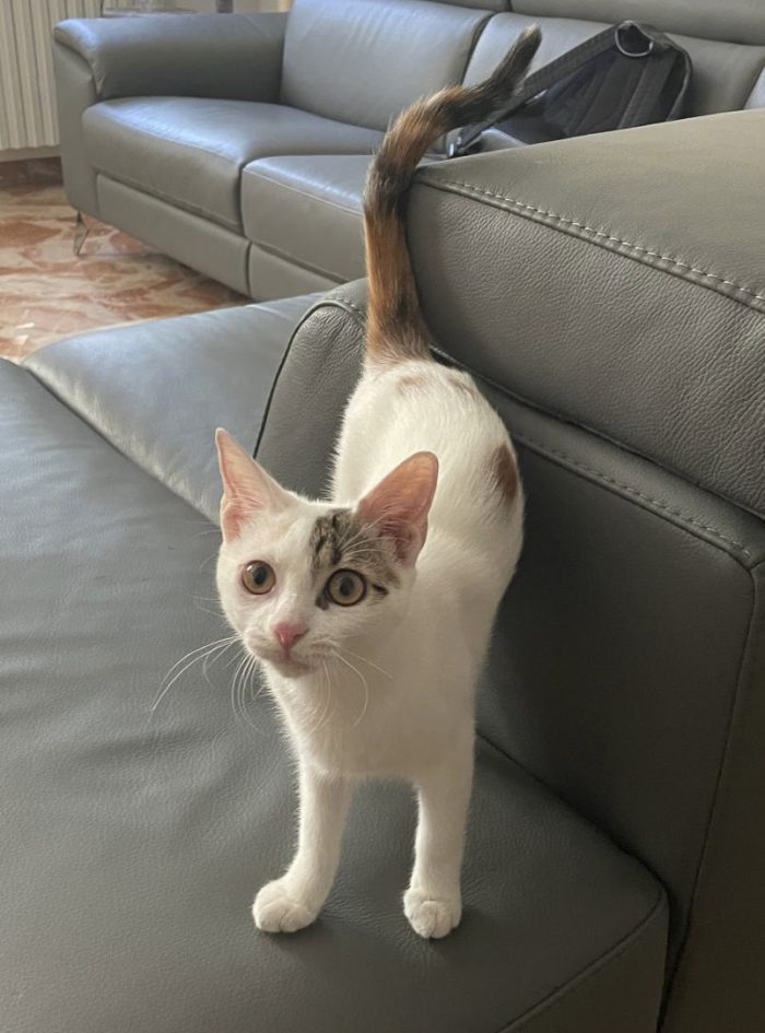 Hana cerca una nuova casa