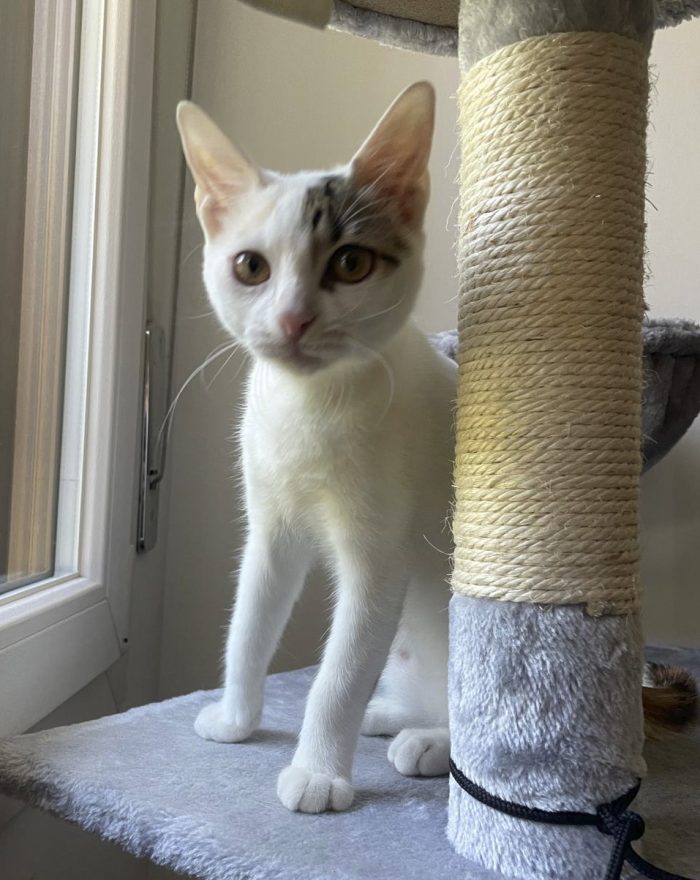 Hana cerca una nuova casa