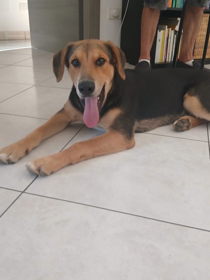 Cucciolo super socievole cerca casa