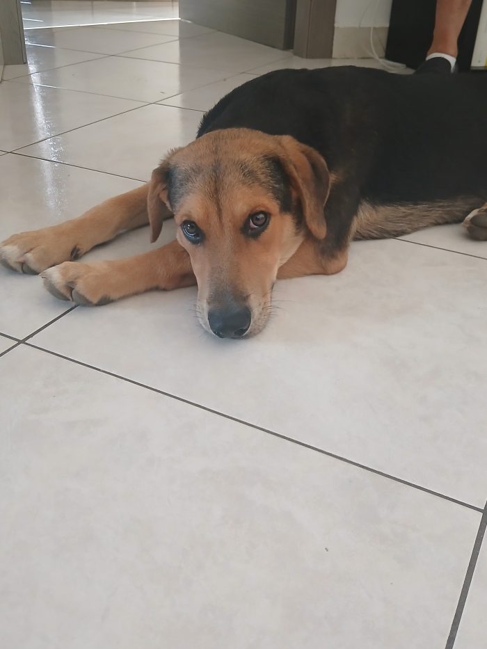 Cucciolo super socievole cerca casa