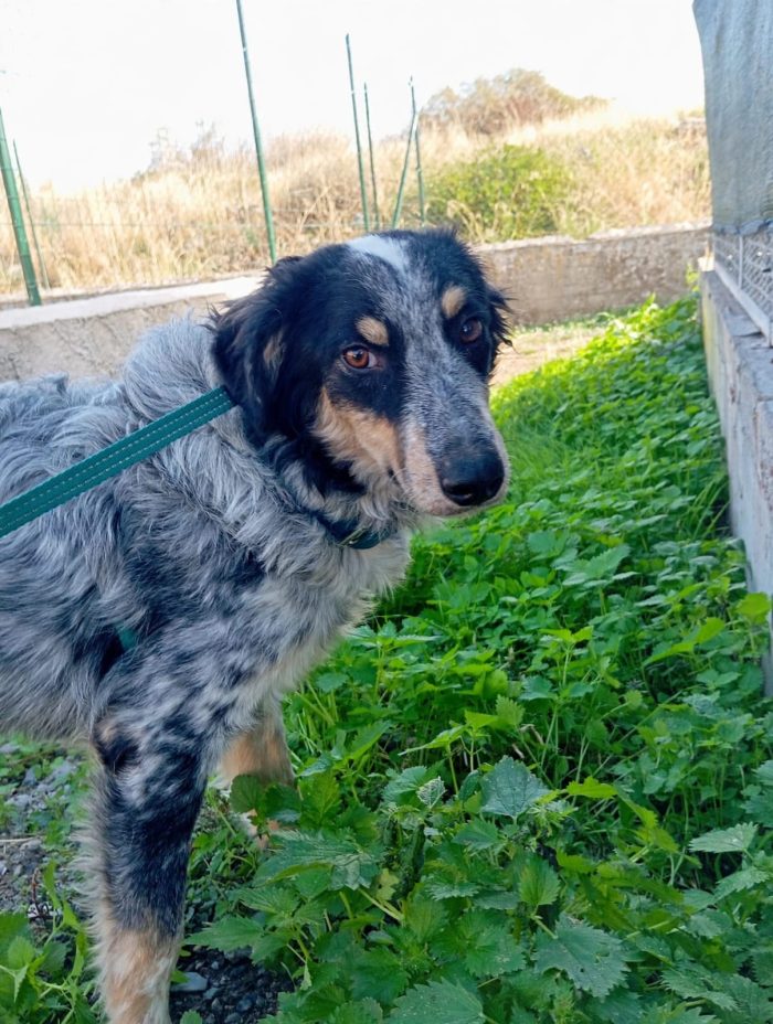 🤍 NINA, 9 MESI, BELLA, DOLCE E ANCORA SENZA CASA