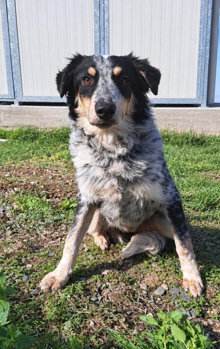 🤍 NINA, 9 MESI, BELLA, DOLCE E ANCORA SENZA CASA