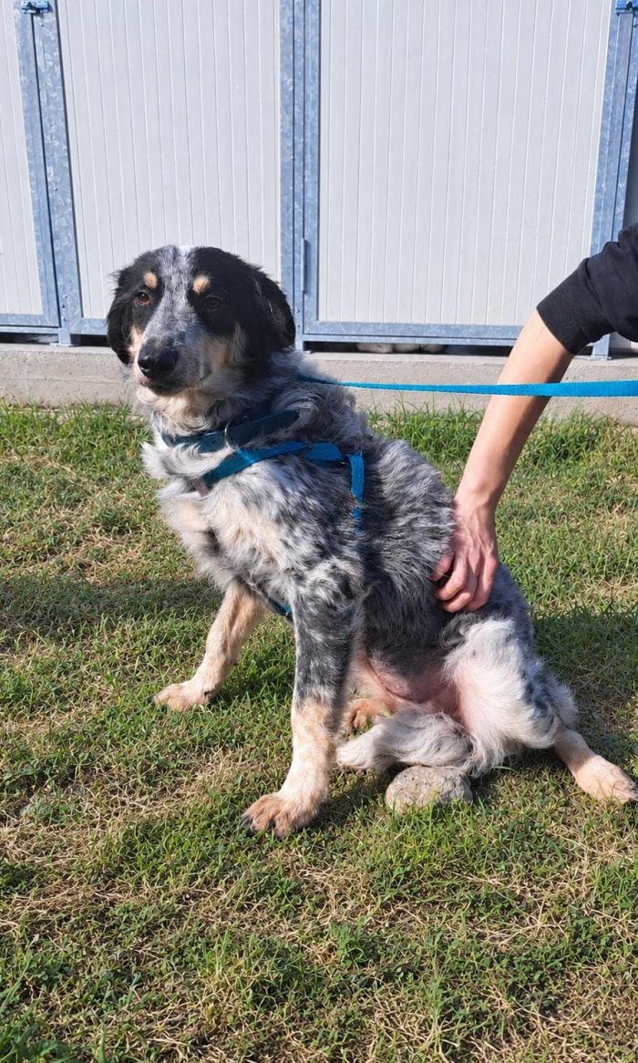 🤍 NINA, 9 MESI, BELLA, DOLCE E ANCORA SENZA CASA - media 4