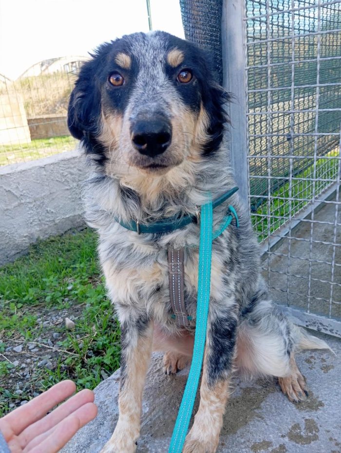 🤍 NINA, 9 MESI, BELLA, DOLCE E ANCORA SENZA CASA