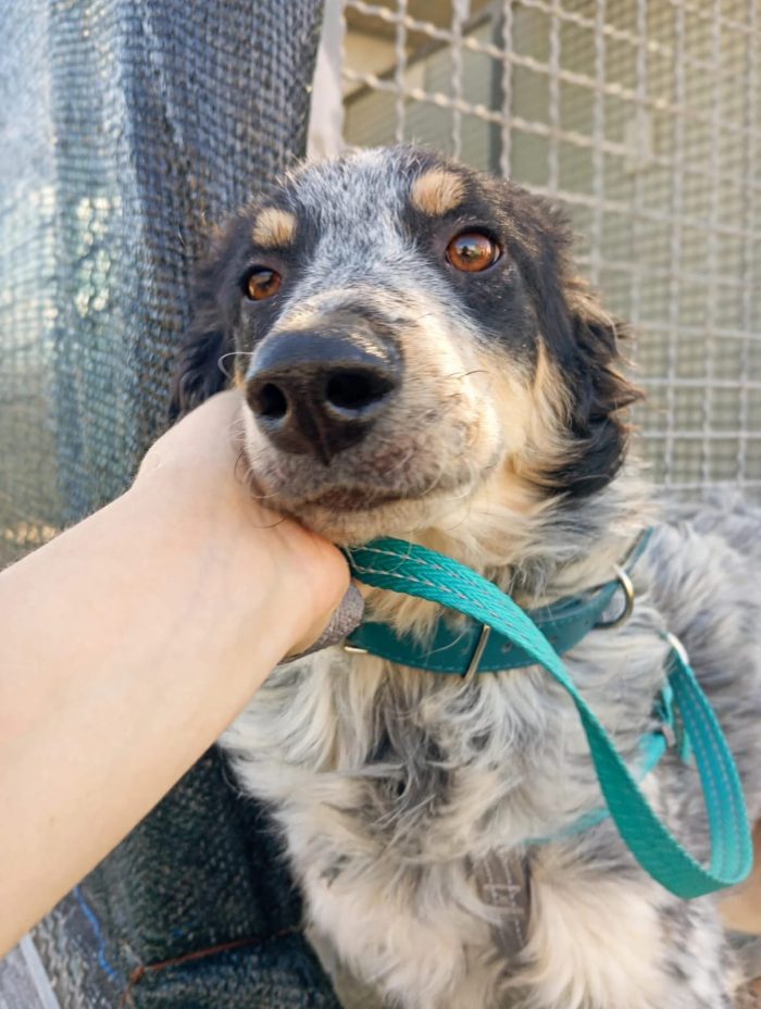 🤍 NINA, 9 MESI, BELLA, DOLCE E ANCORA SENZA CASA - media 5