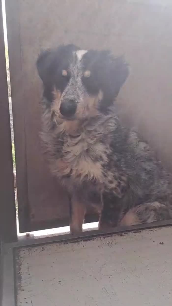 🤍 NINA, 9 MESI, BELLA, DOLCE E ANCORA SENZA CASA - media 6