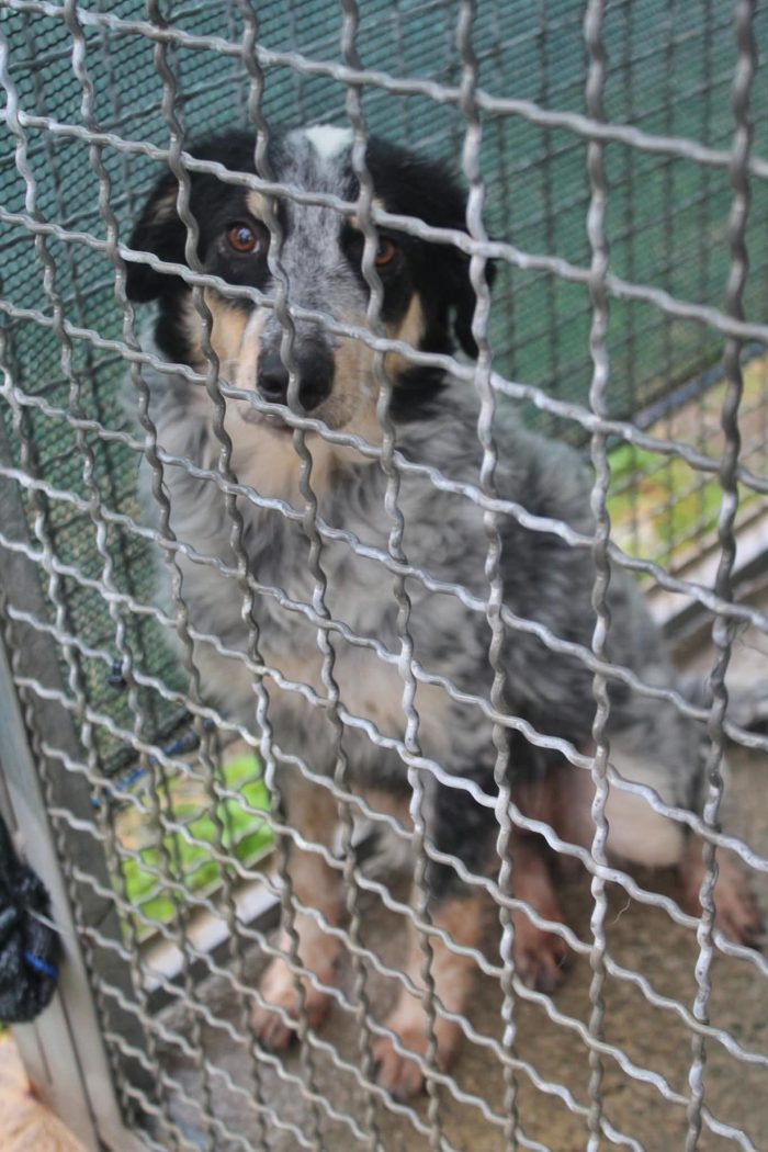 🤍 NINA, 9 MESI, BELLA, DOLCE E ANCORA SENZA CASA - media 9