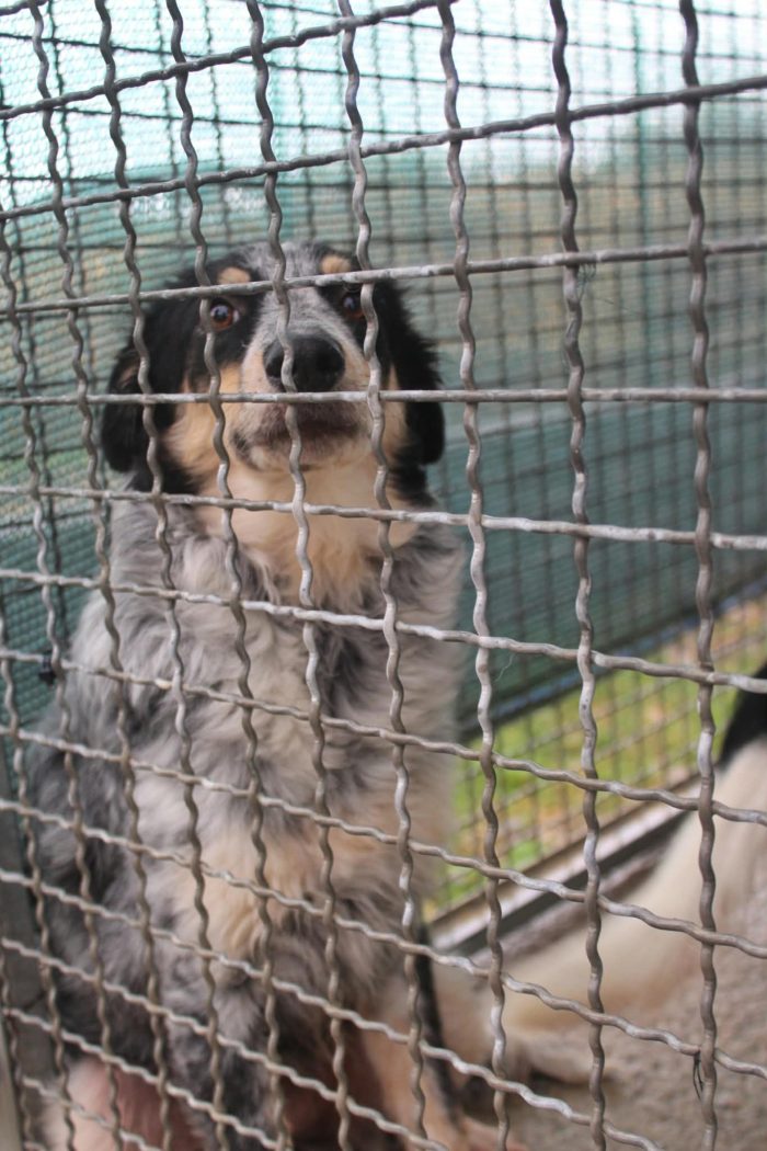 🤍 NINA, 9 MESI, BELLA, DOLCE E ANCORA SENZA CASA - media 10