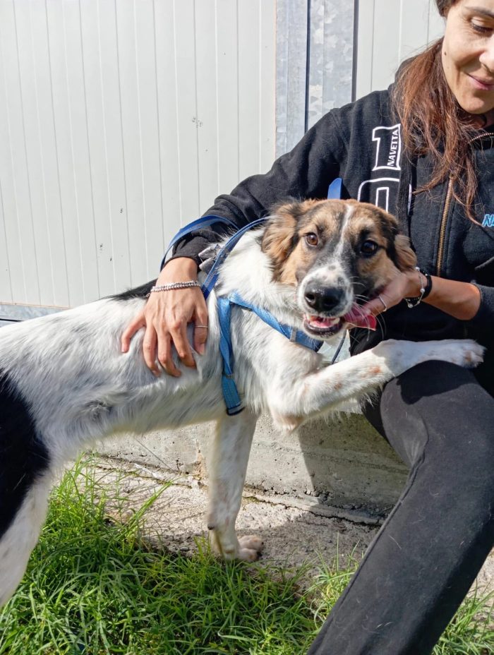 🖤 BALÙ HA 9 MESI. LA SUA VITA NON PUÒ COMINCIARE IN CANILE