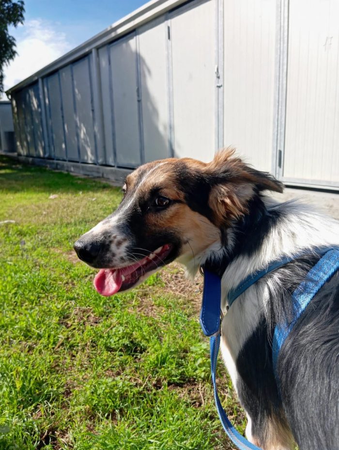🖤 BALÙ HA 9 MESI. LA SUA VITA NON PUÒ COMINCIARE IN CANILE