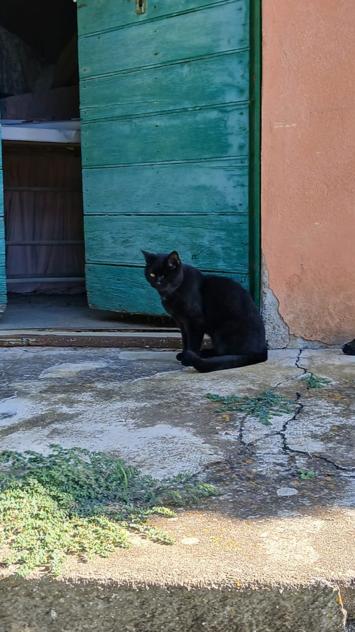 GINA ADOZIONE DEL CUORE