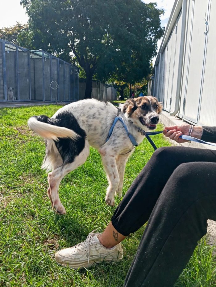 🖤 BALÙ, 9 MESI, ASPETTA LA SUA OCCASIONE! - media 4